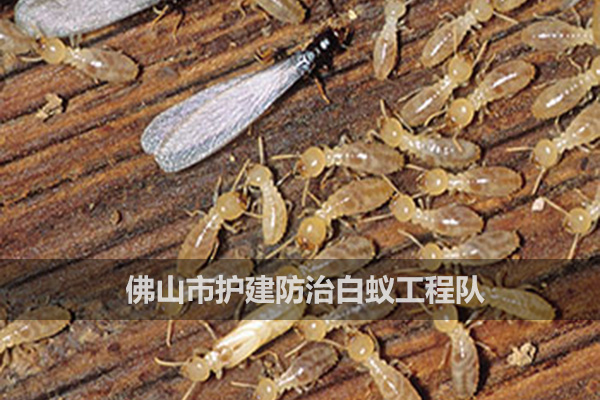 如何消滅白蟻？